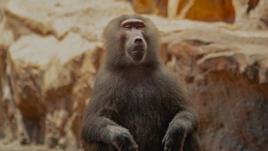 라피키는 개코원숭이인가 맨드릴인가