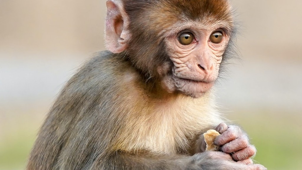 개코원숭이 개체군의 상태를 결정하는 요소