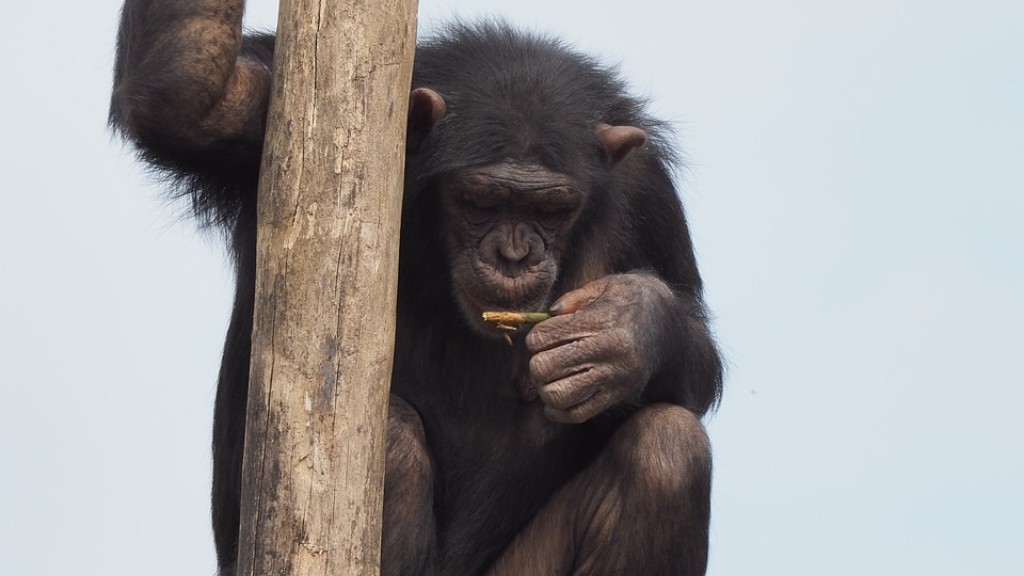 점토로 침팬지를 만드는 방법