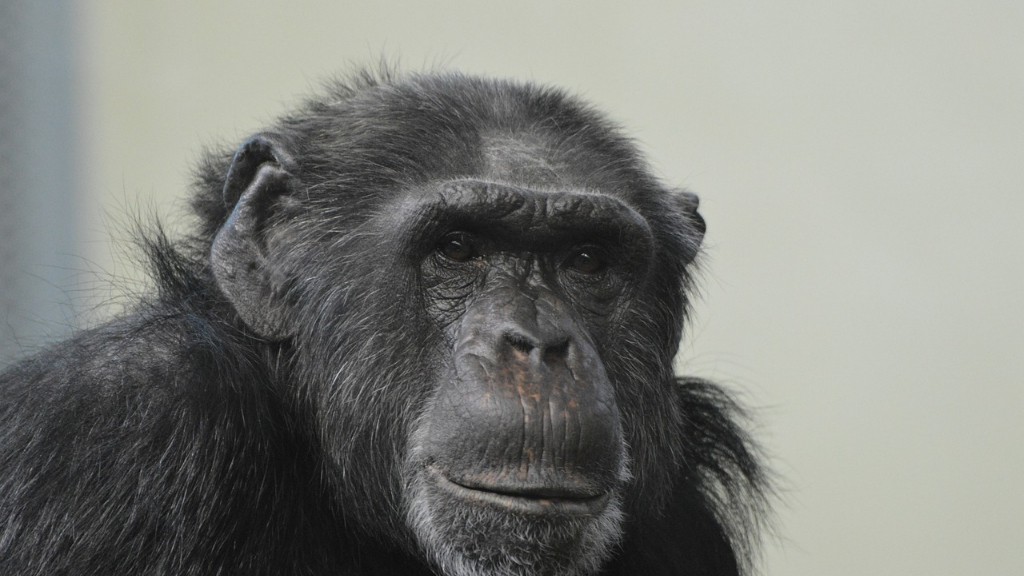 인간에게도 침팬지 DNA가 있나요?