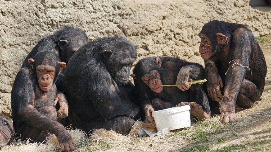침팬지는 바나나를 어떻게 먹나요?