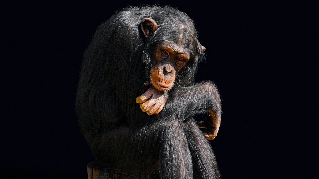침팬지는 척추동물인가?