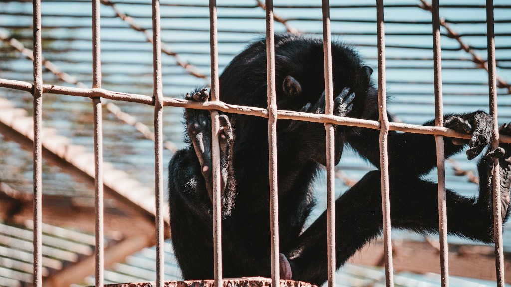 호기심 많은 조지는 침팬지인가?